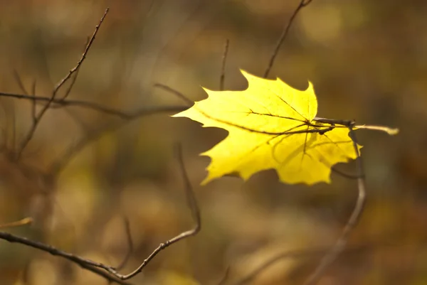 Autumn yellow maple leaf — Stock Photo, Image