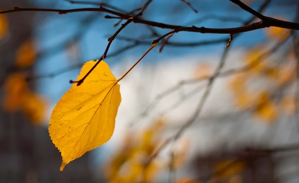 Yellow autumn leaf on branch of linden — Stock Photo, Image