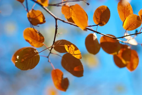 Autumnal Yellow Orange Leaves Tree Branch — Stock Photo, Image