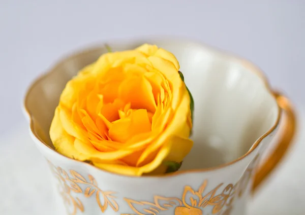 One yellow rose — Stock Photo, Image