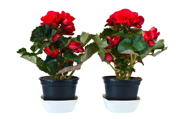 Dvě červené begonie — Stock fotografie
