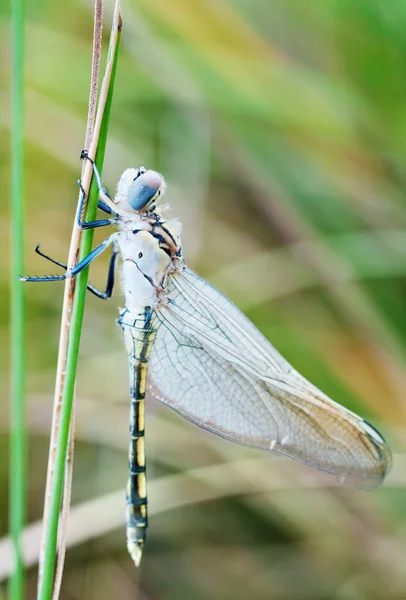 Beautiful Image Young Newly Hatched Dragonfly — Stock Photo, Image