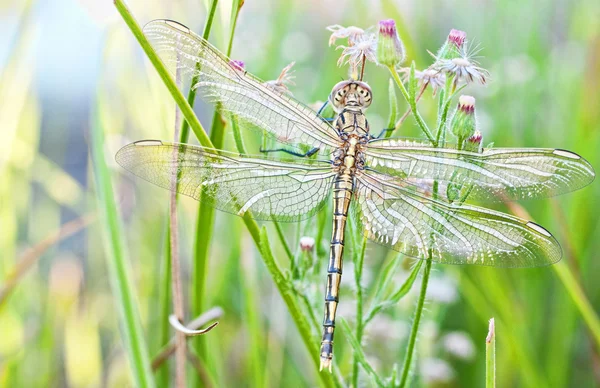 Young dragonfly — Stock Photo, Image
