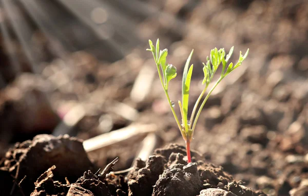 Pequeno Broto Planta Jovem Começa Crescer — Fotografia de Stock
