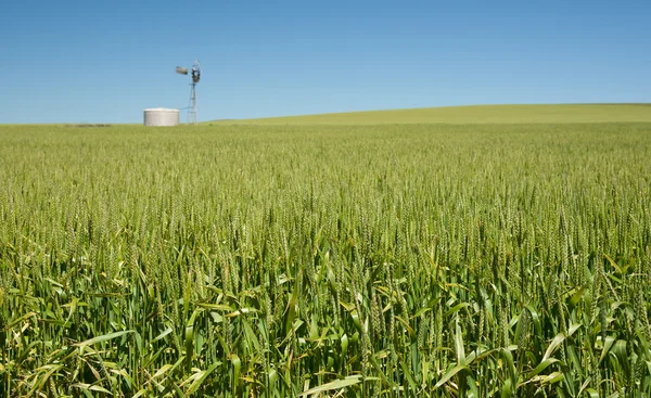 Пшенична трава в сільській місцевості — стокове фото