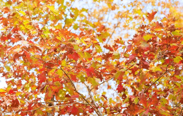 Färgglada blad på hösten — Stockfoto