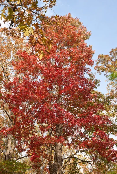 Roter Baum im Herbstwald — Stockfoto