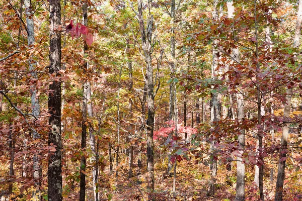 Kleuren Van Herfst Najaar Het Forest — Stockfoto