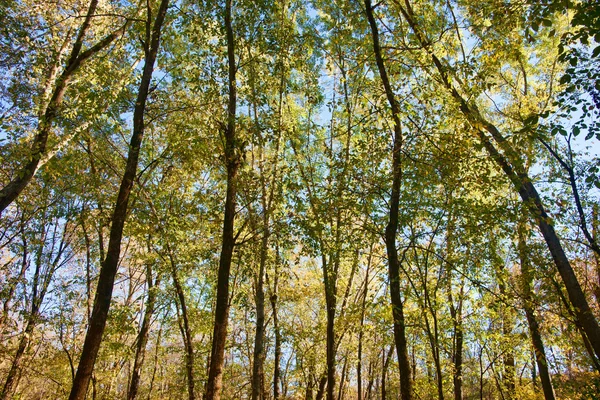 Skogens Trær Tidlig Høsten – stockfoto