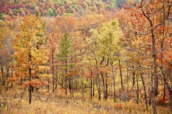 Hojas de colores en otoño o otoño —  Fotos de Stock