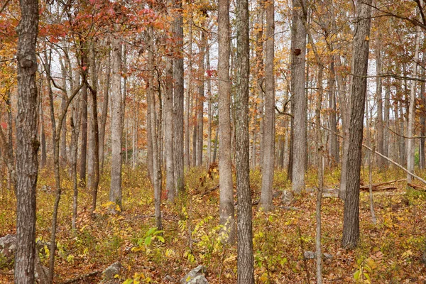 Autumn or fall forest — Stock Photo, Image