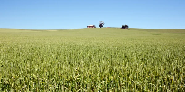 Зелена Пшенична Трава Росте Полі Країни — стокове фото