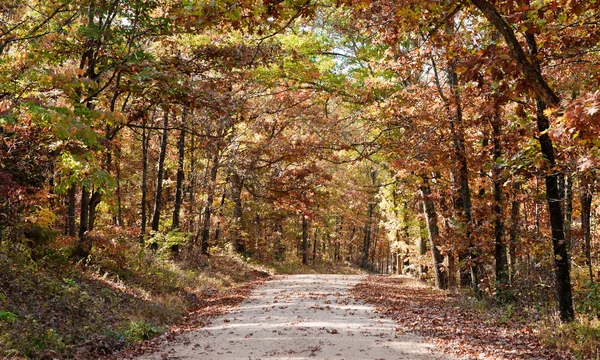 Сільська Дорога Через Ліс Восени Або Восени — стокове фото