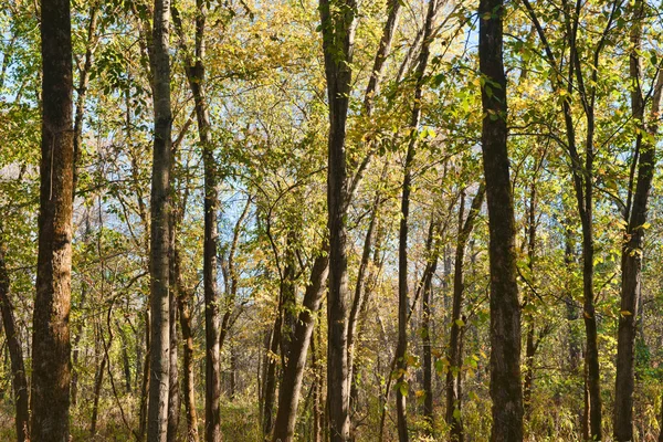En los árboles del bosque —  Fotos de Stock