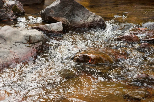 Fresh Clean Water Going Rocks Little Stream — Stock Photo, Image