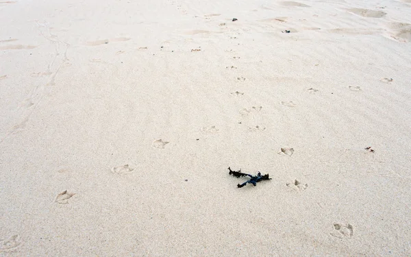 Pistes d'oiseaux dans le sable — Photo