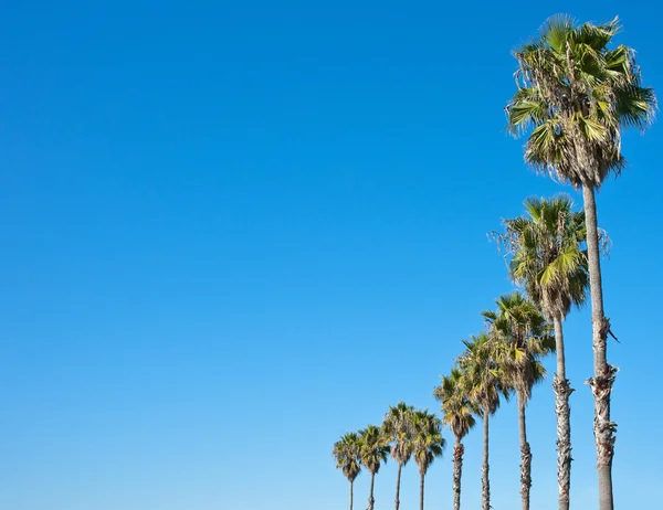 Пальмовое синее небо — стоковое фото