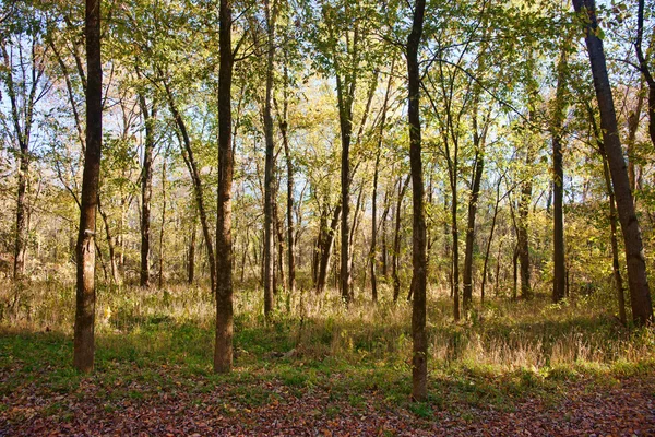 En los árboles del bosque — Foto de Stock