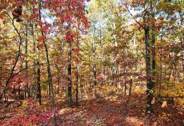 Kleuren van herfst of najaar in bos — Stockfoto