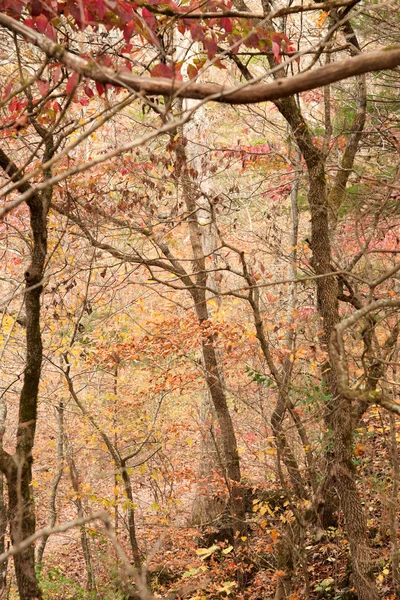 Jesień, jesień las — Zdjęcie stockowe