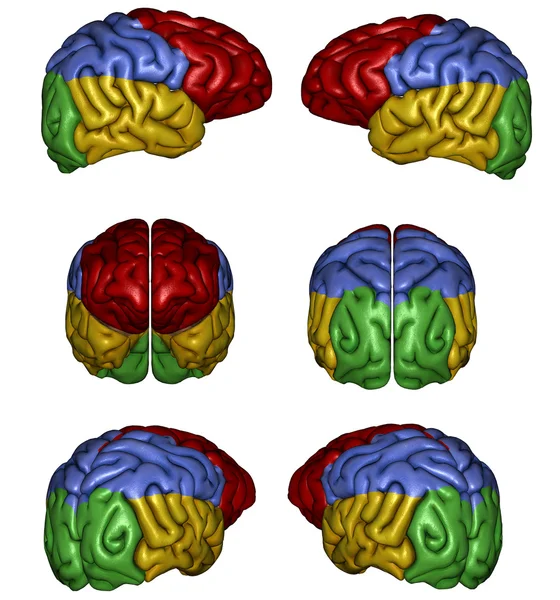 stock image Human brain