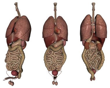 3D render insan organlarını izole beyaz zemin üzerine