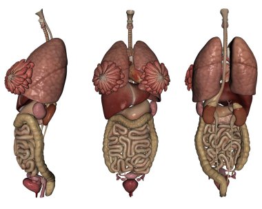 Human organs clipart