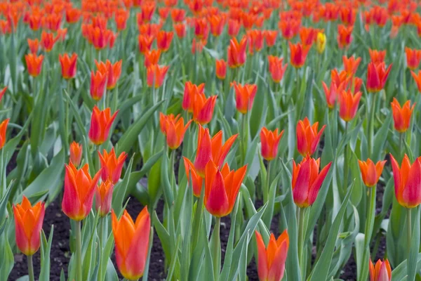 Pole tulipana — Zdjęcie stockowe
