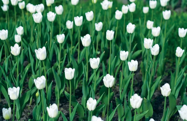 Pole tulipana — Zdjęcie stockowe