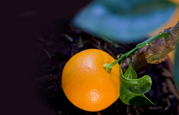 Mandarine Mûre Sur Arbre — Photo