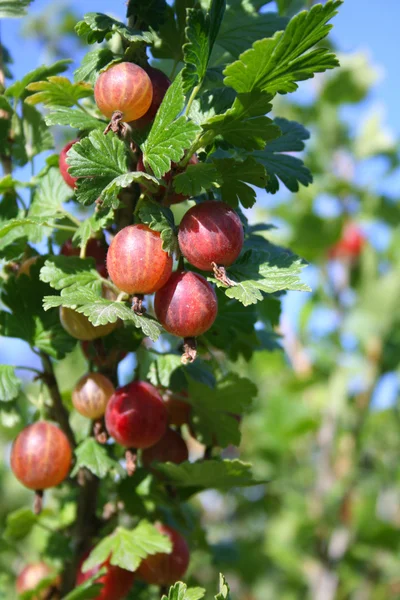 Red gooseberry — Stock Photo, Image