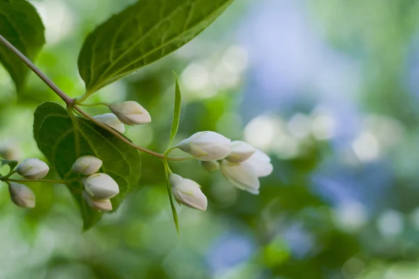 stock image Beautiful fresh jasmine flowers