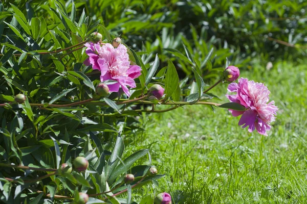 pembe şakayık