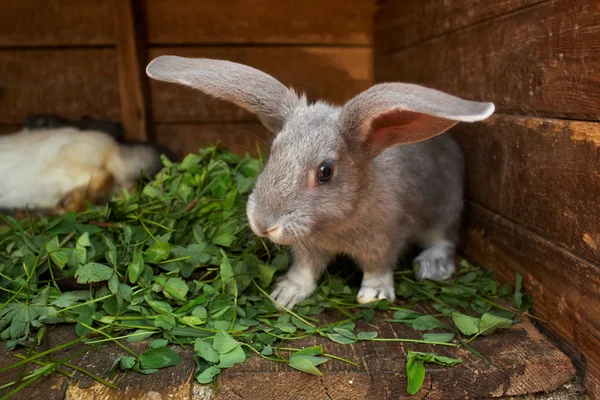 在家里的小兔子 — 图库照片#
