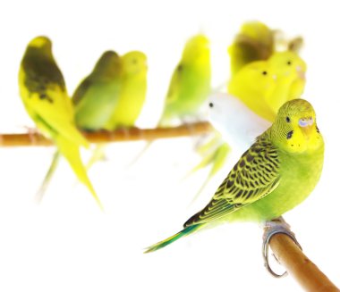 Parrots clipart