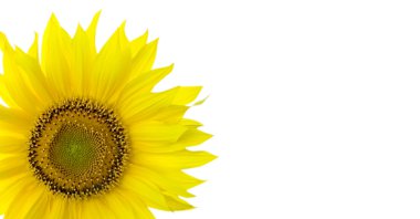 Sunflower background with place for your text clipart