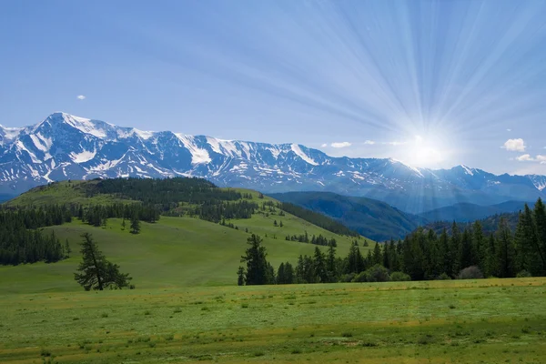 Natur landskap, äng och berg, djurlivet i altay — Stockfoto