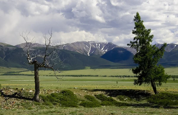 Bare dead tree and green pine on meadow near mountains — Stock Photo, Image