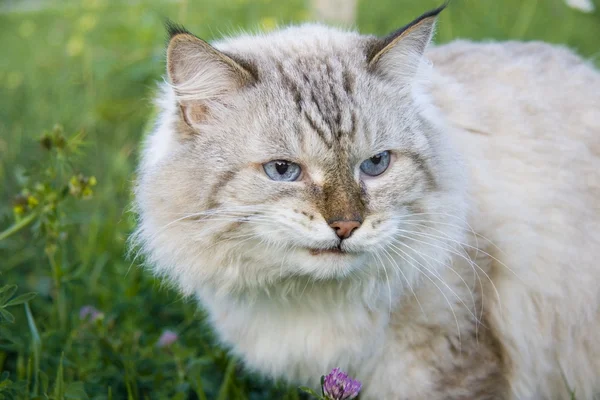 Gato irritado no jardim — Fotografia de Stock