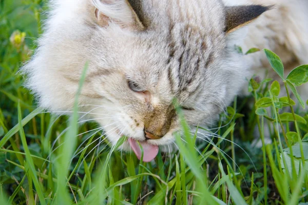 Piękny biały kot jedzący trawę w ogrodzie — Zdjęcie stockowe