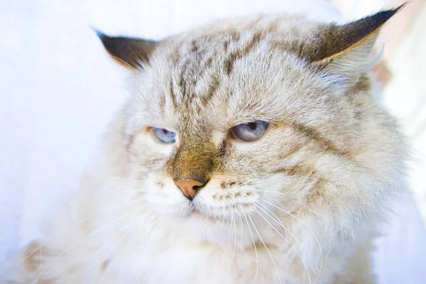 Gato irritado com olhos azuis — Fotografia de Stock
