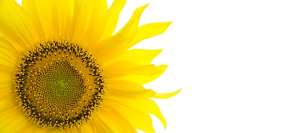 Sonnenblumen Hintergrund mit Platz für Ihren Text — Stockfoto