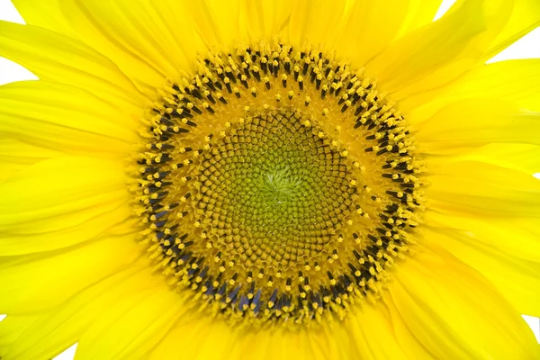 Олія соняшникова фону — стокове фото