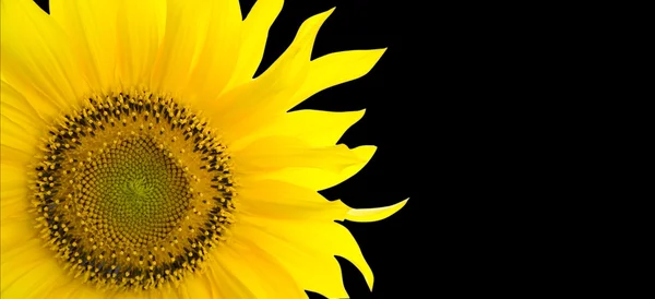 Sonnenblumen Hintergrund mit Platz für Ihren Text — Stockfoto