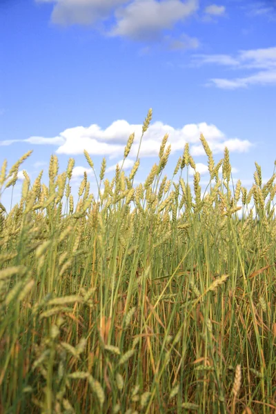 Пшеничное поле золотое и голубое небо — стоковое фото