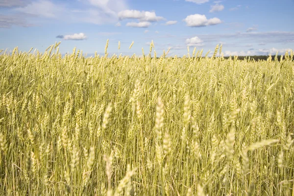 Weizenfeld golden und blauer Himmel — Stockfoto