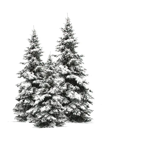 松树上白色隔离 — 图库照片