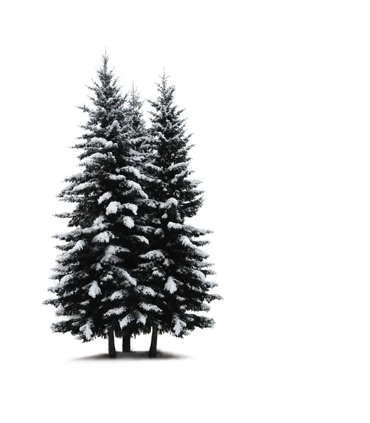 Pine trees isolated on white — Stock Photo, Image