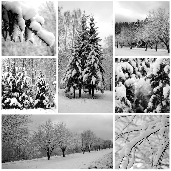 Zimowy Las piękny, sosny — Zdjęcie stockowe
