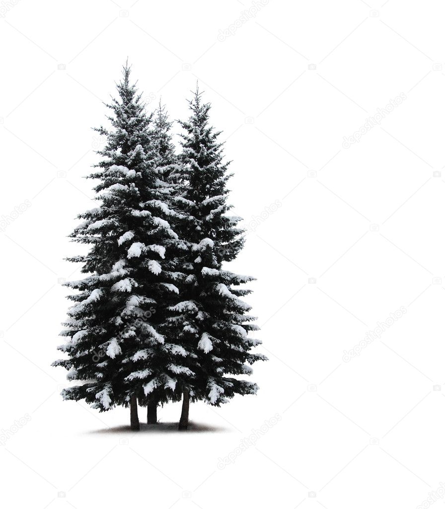 Pine trees isolated on white